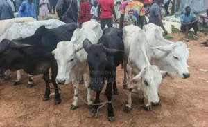 Cattle Is Available