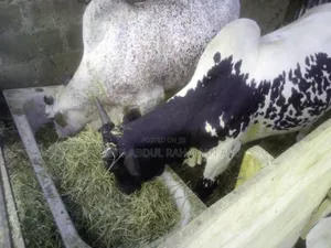 Cattle Is Available