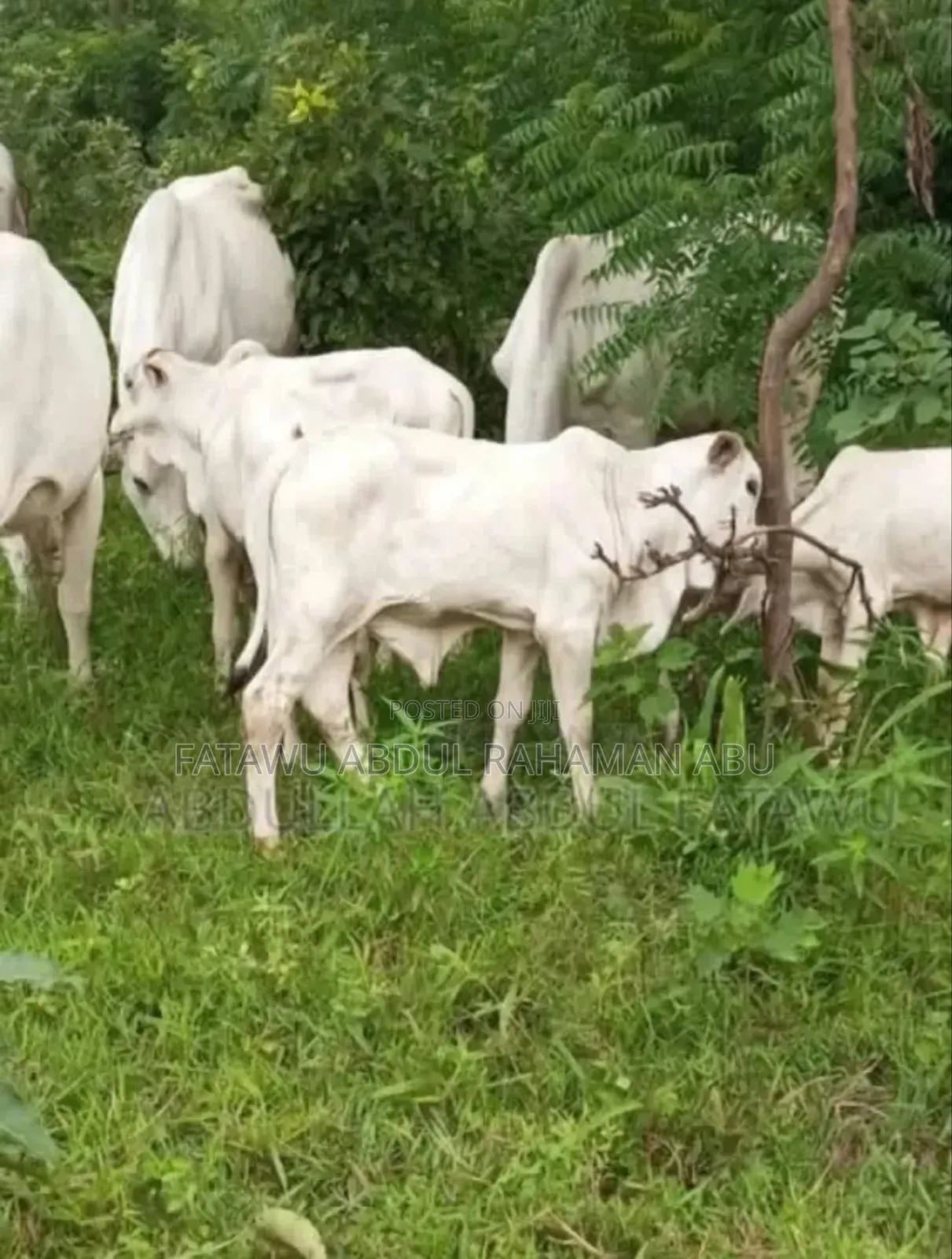 Cattle Is Available