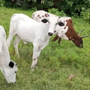 Cattle Is Available