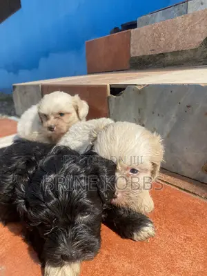 0-1 month Male Purebred Maltipoo