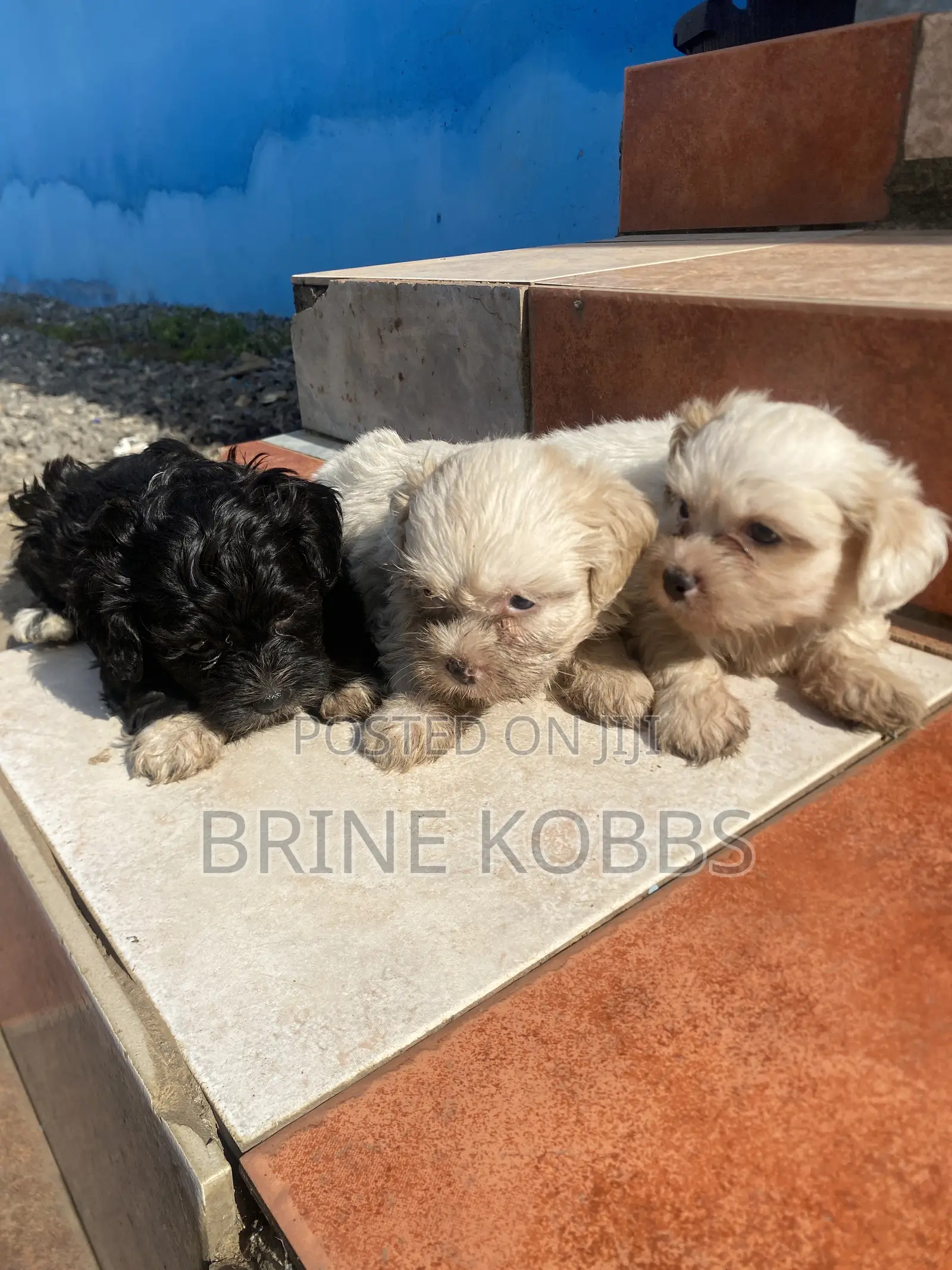 0-1 month Male Purebred Maltipoo