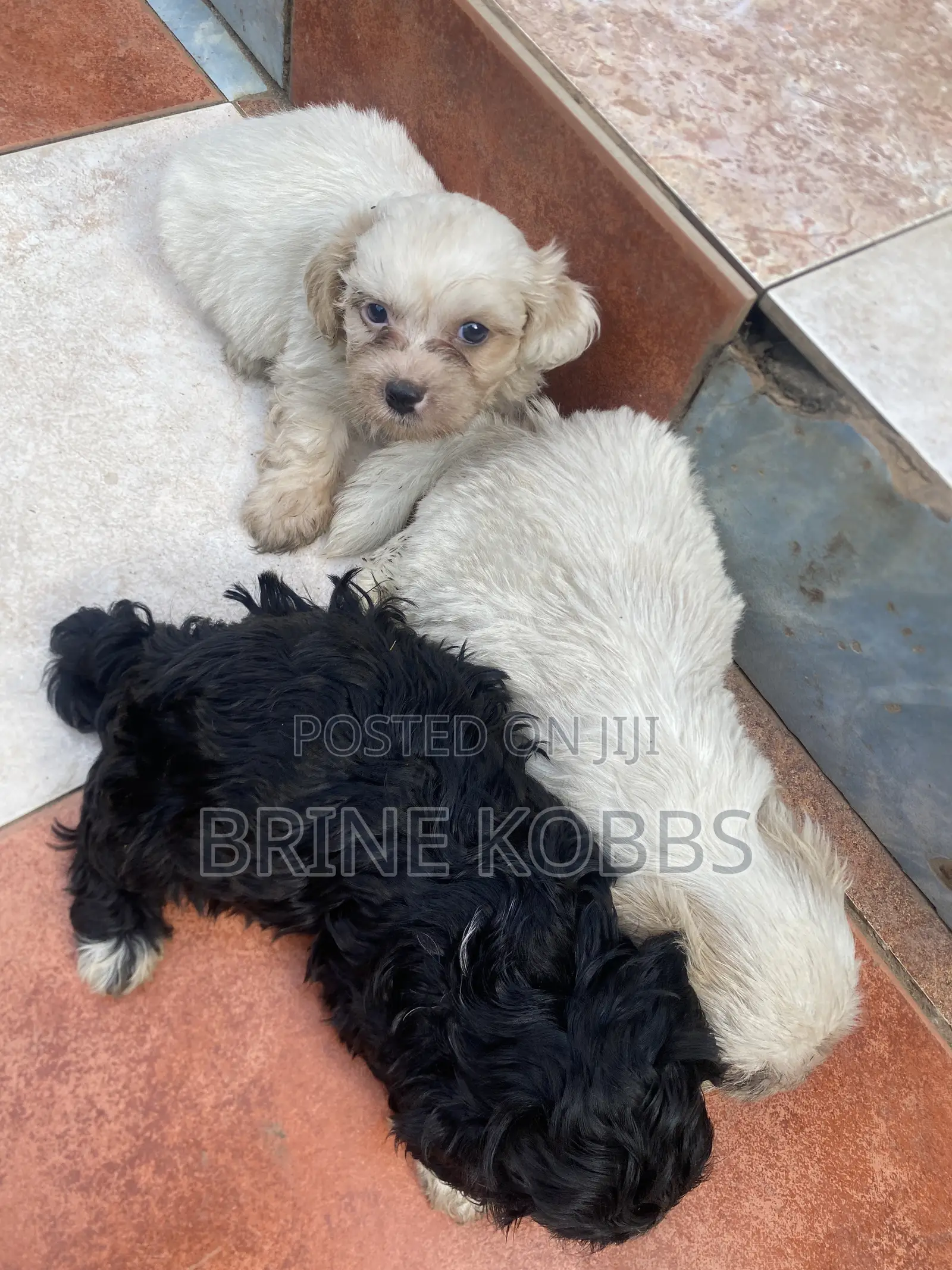 0-1 month Male Purebred Maltipoo