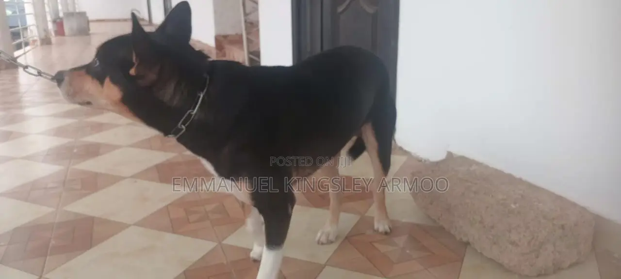 1+ year Male Mixed Breed German Shepherd