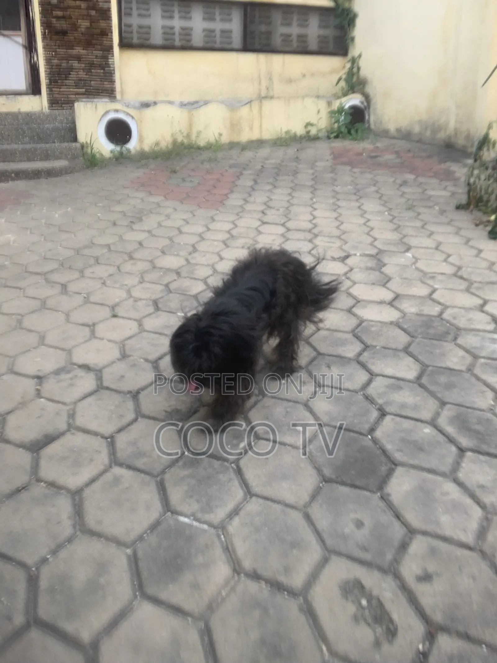 1+ year Female Purebred Poodle