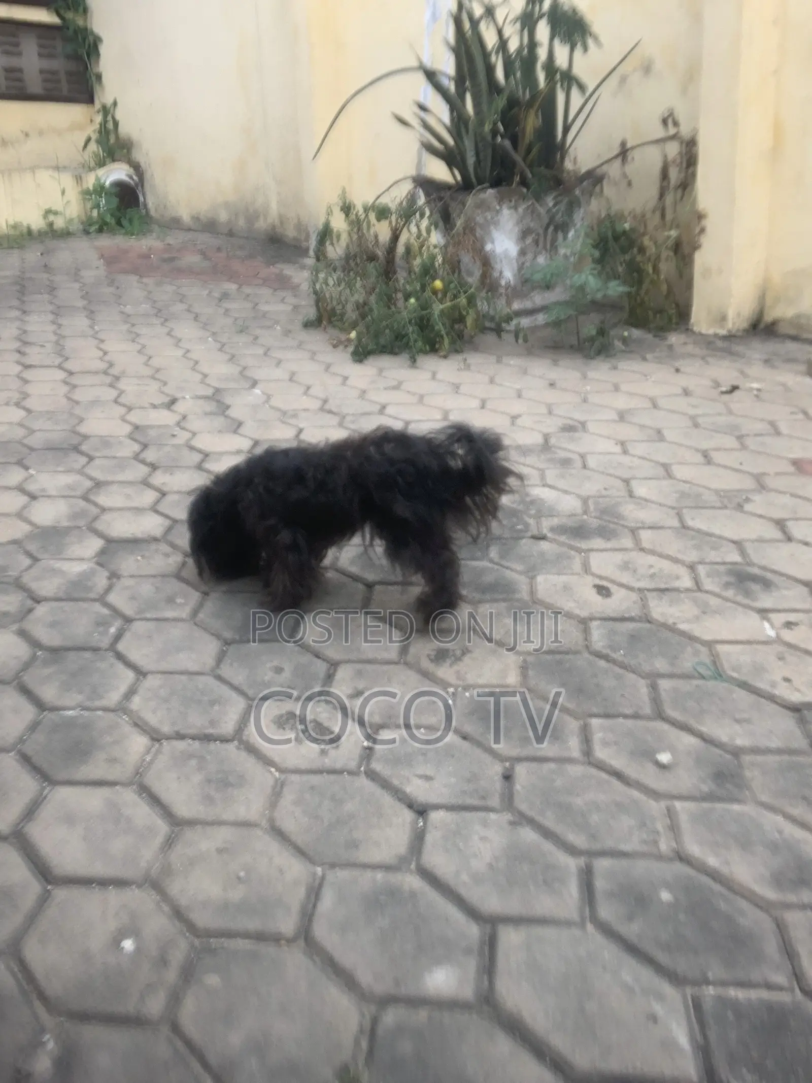 1+ year Female Purebred Poodle