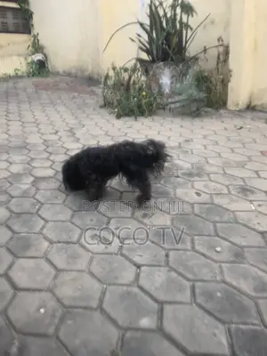 1+ year Female Purebred Poodle