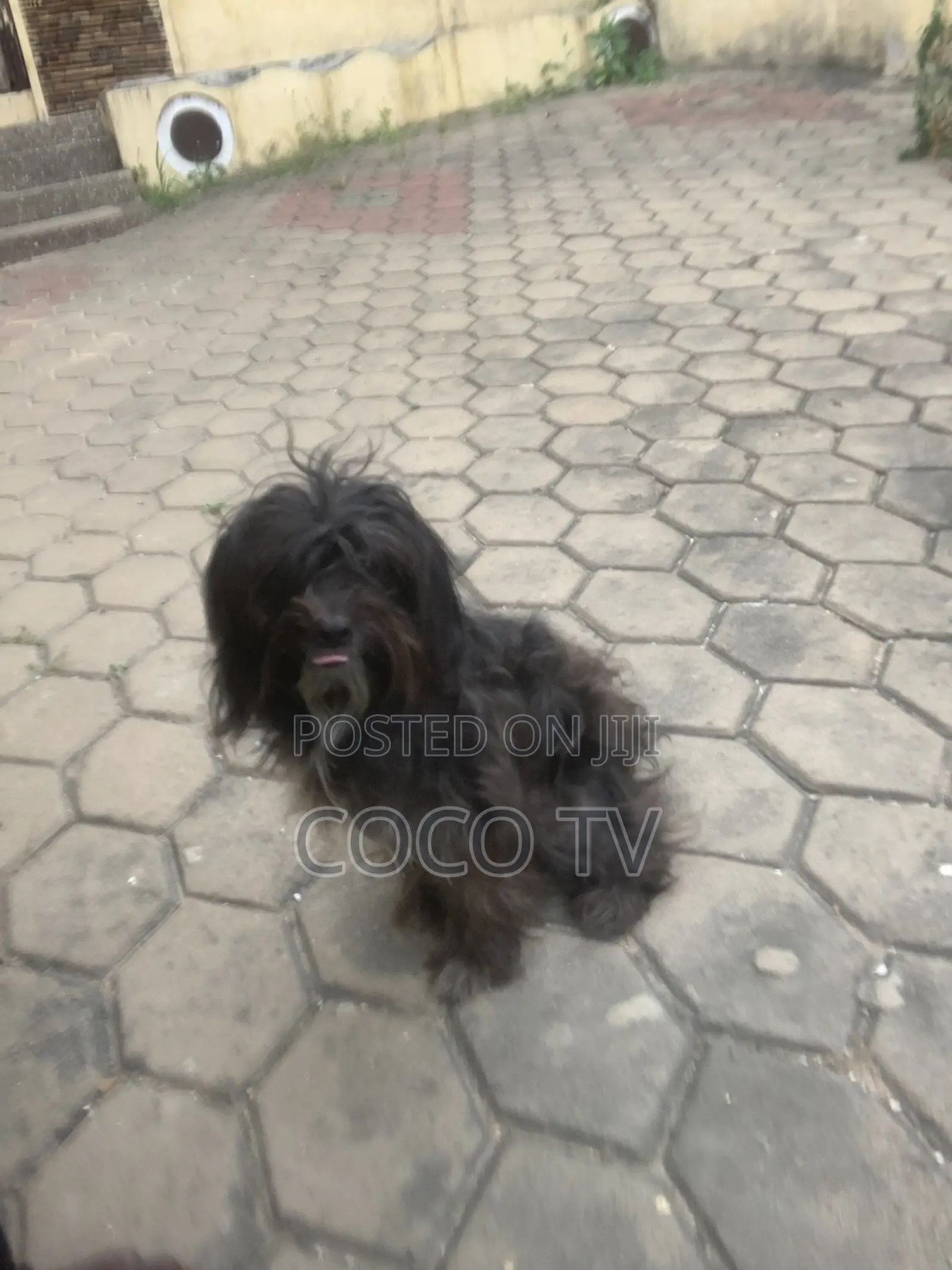 1+ year Female Purebred Poodle