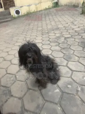 1+ year Female Purebred Poodle