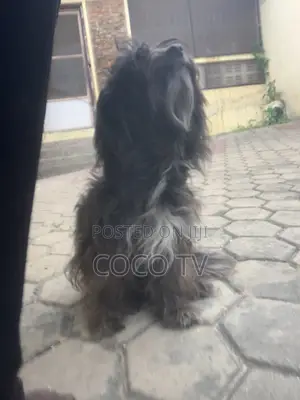 1+ year Female Purebred Poodle