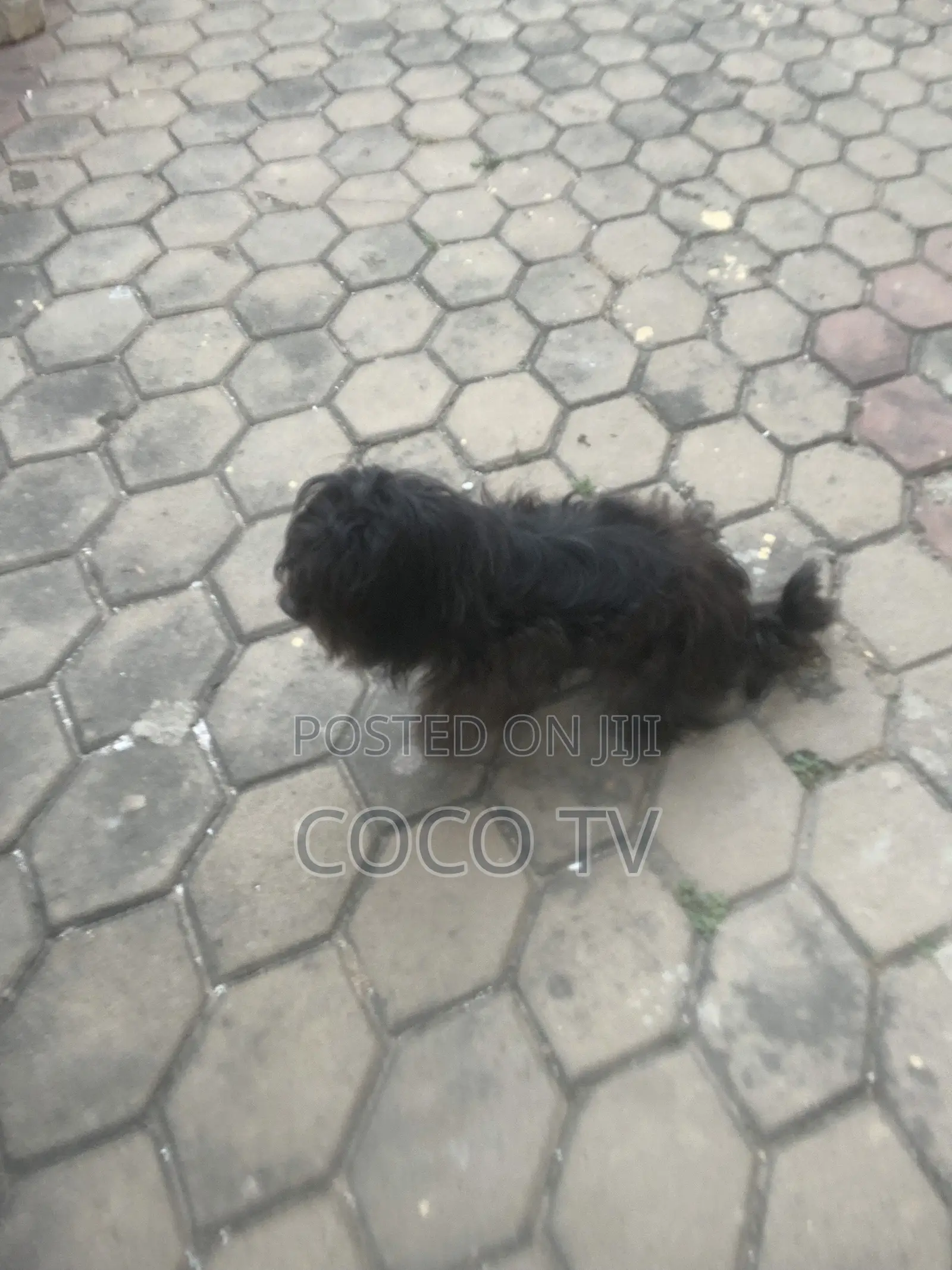 1+ year Female Purebred Poodle