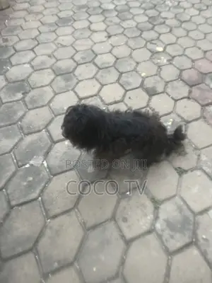 1+ year Female Purebred Poodle