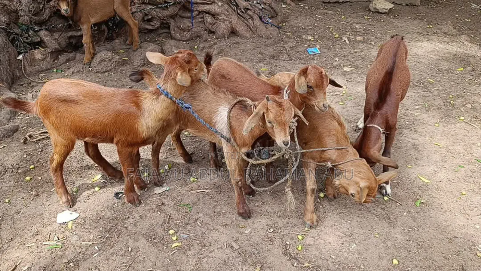 Goat Is Available Selling