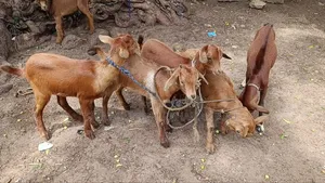 Goat Is Available Selling