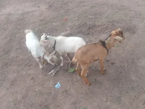 Goat Is Available Selling