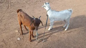 Goat Is Available Selling