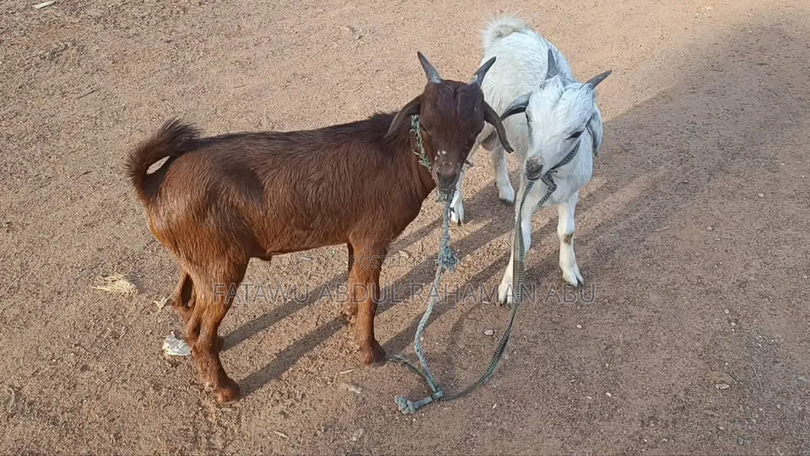 Goat Is Available Selling