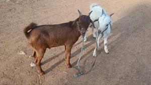 Goat Is Available Selling