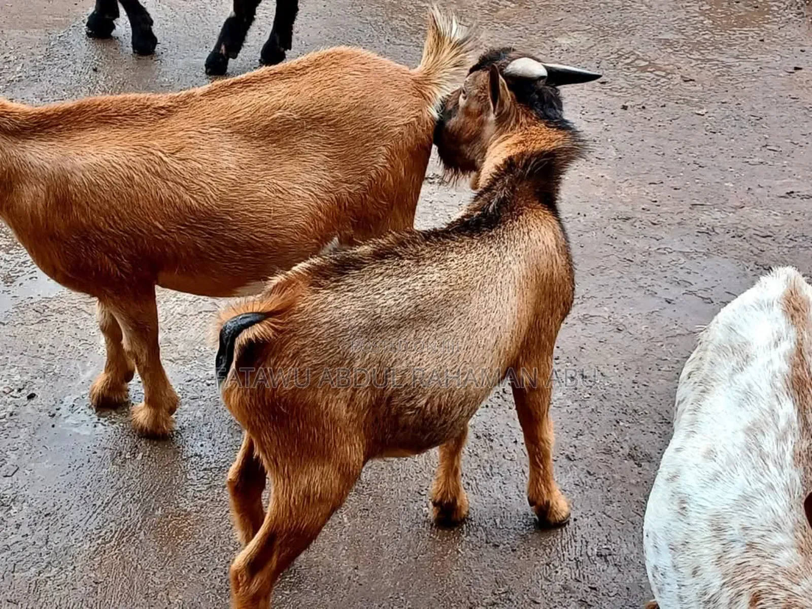 Goat Is Available Selling