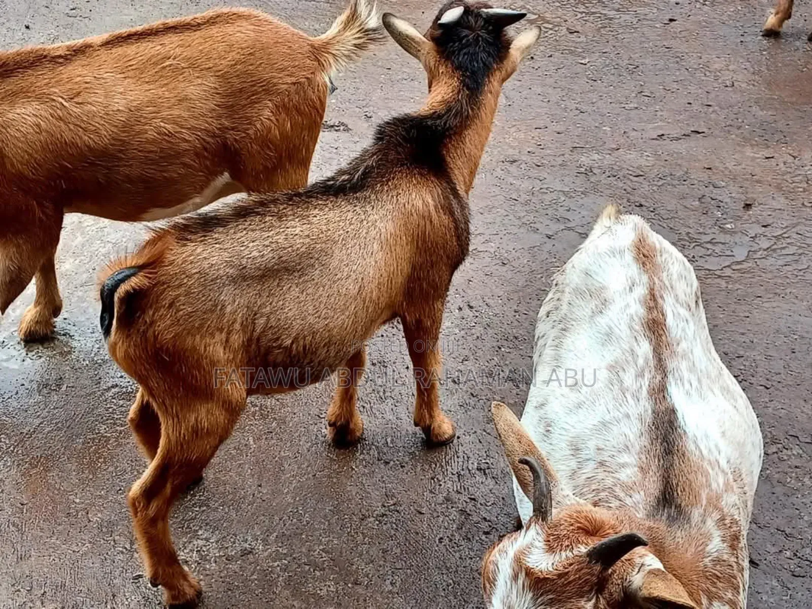 Goat Is Available Selling