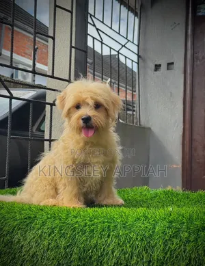 1-3 months Female Purebred Poodle