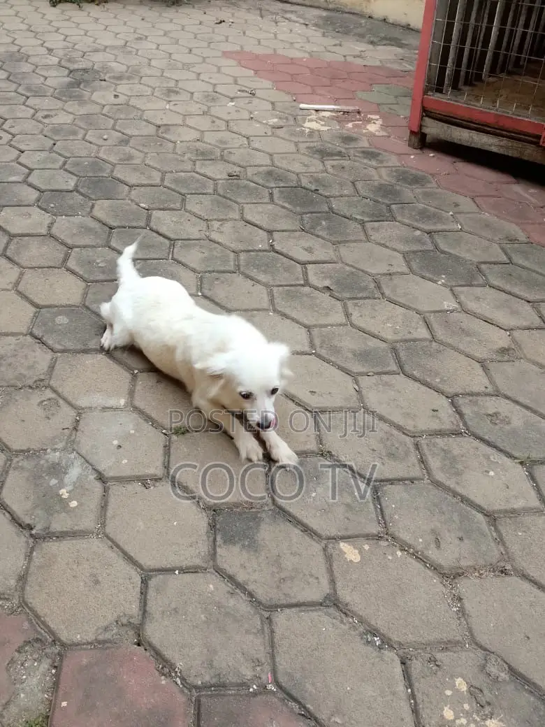 1+ year Female Purebred Chihuahua