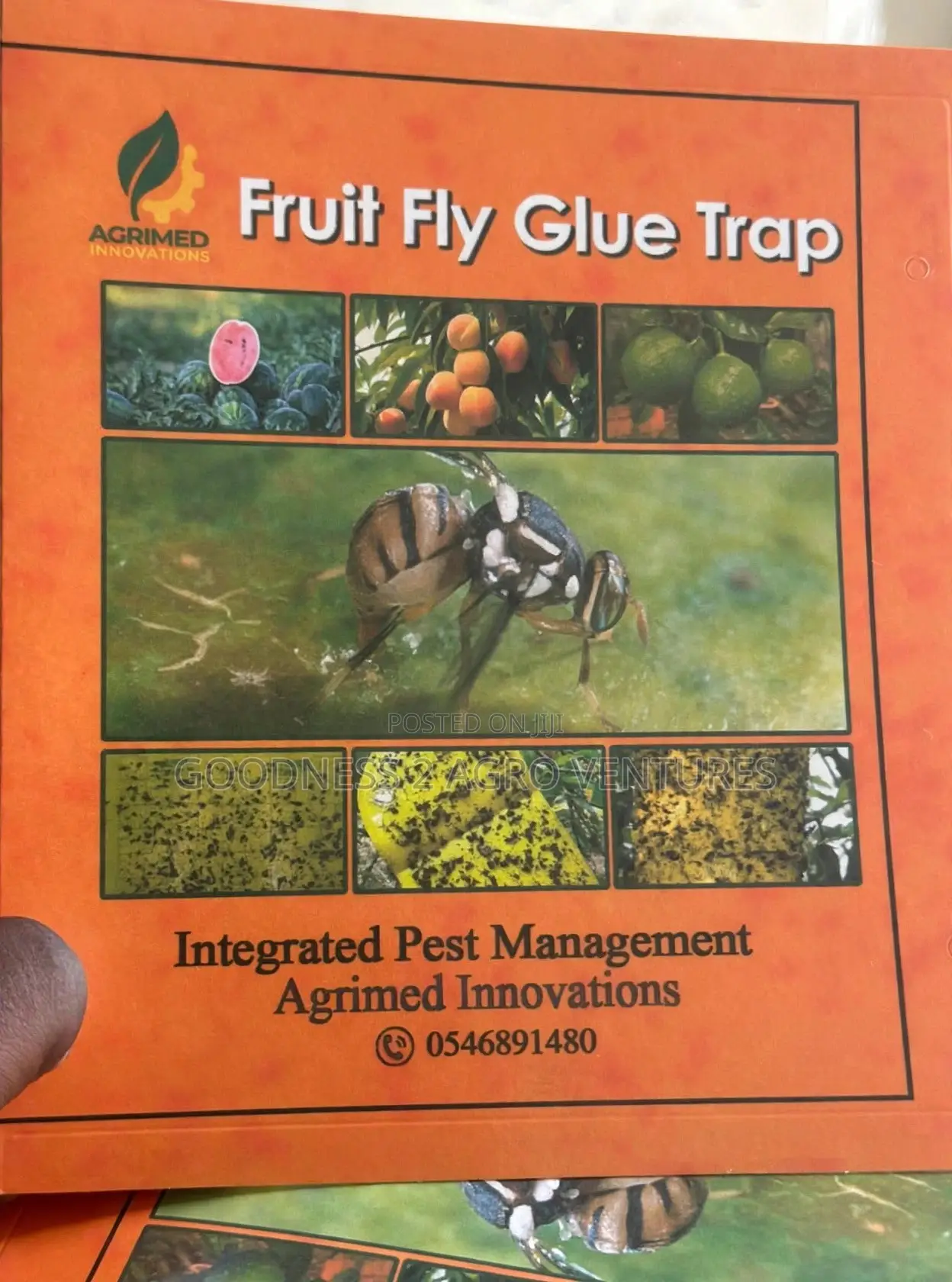 Fruit Fly Glue Trap