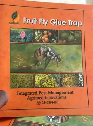 Fruit Fly Glue Trap