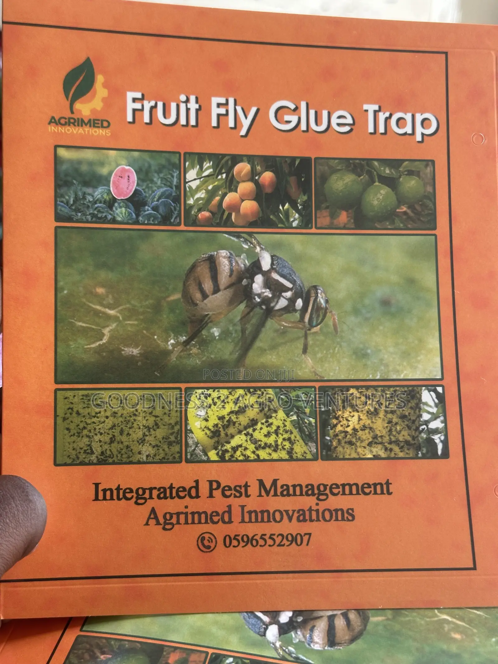 Fruit Fly Glue Trap