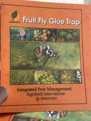 Fruit Fly Glue Trap