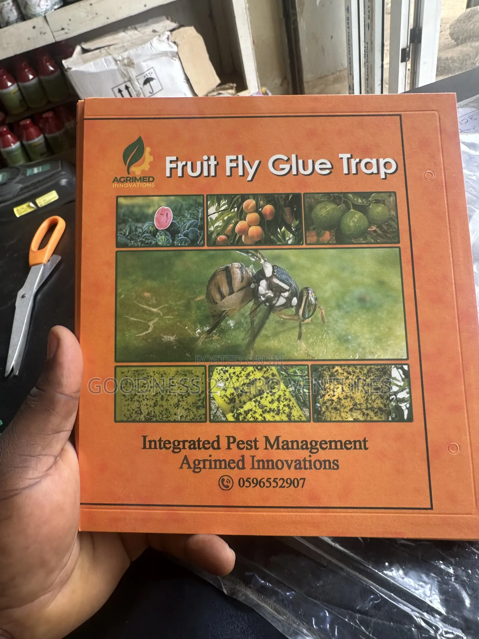 Fruit Fly Glue Trap