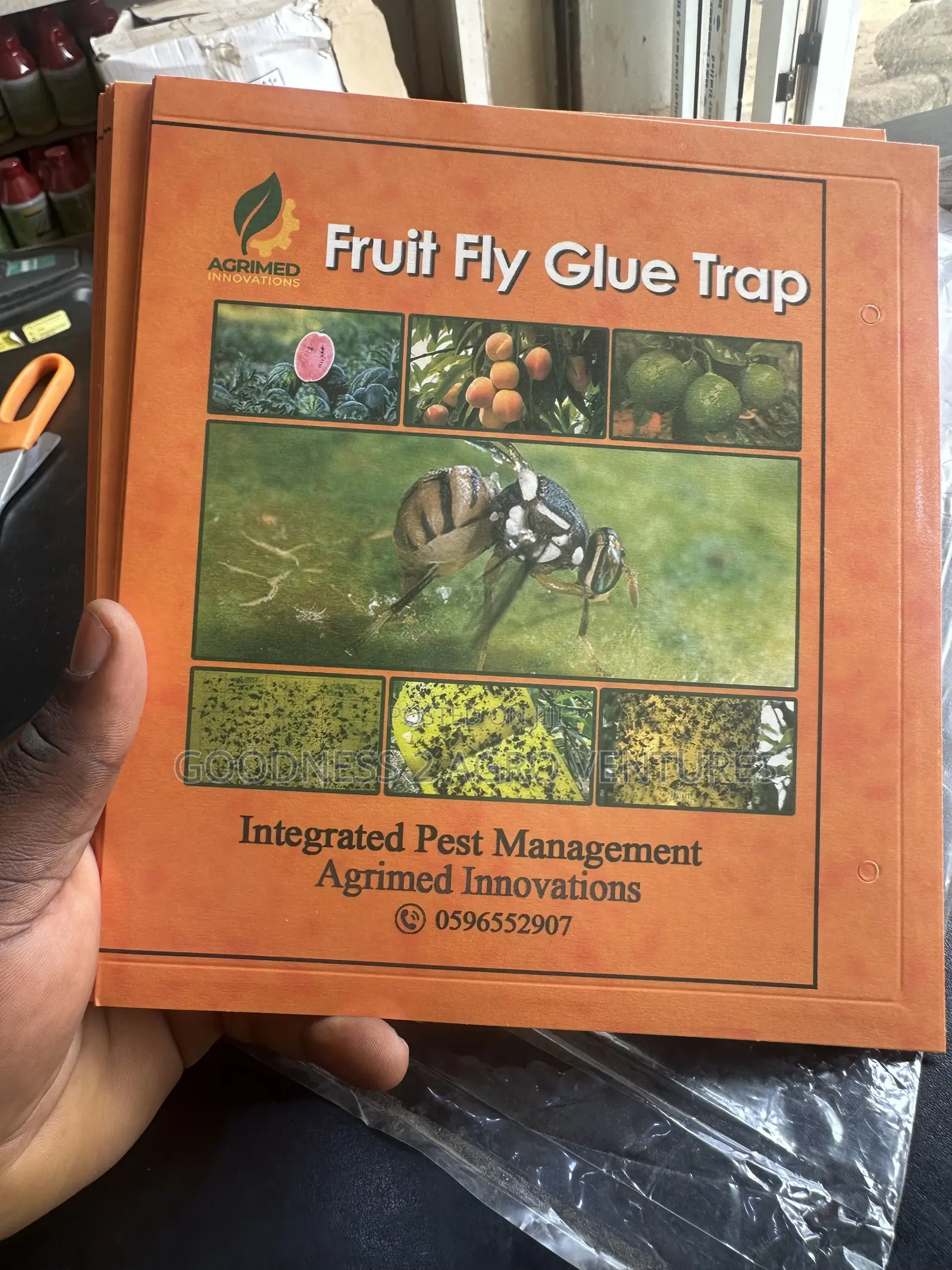 Fruit Fly Glue Trap