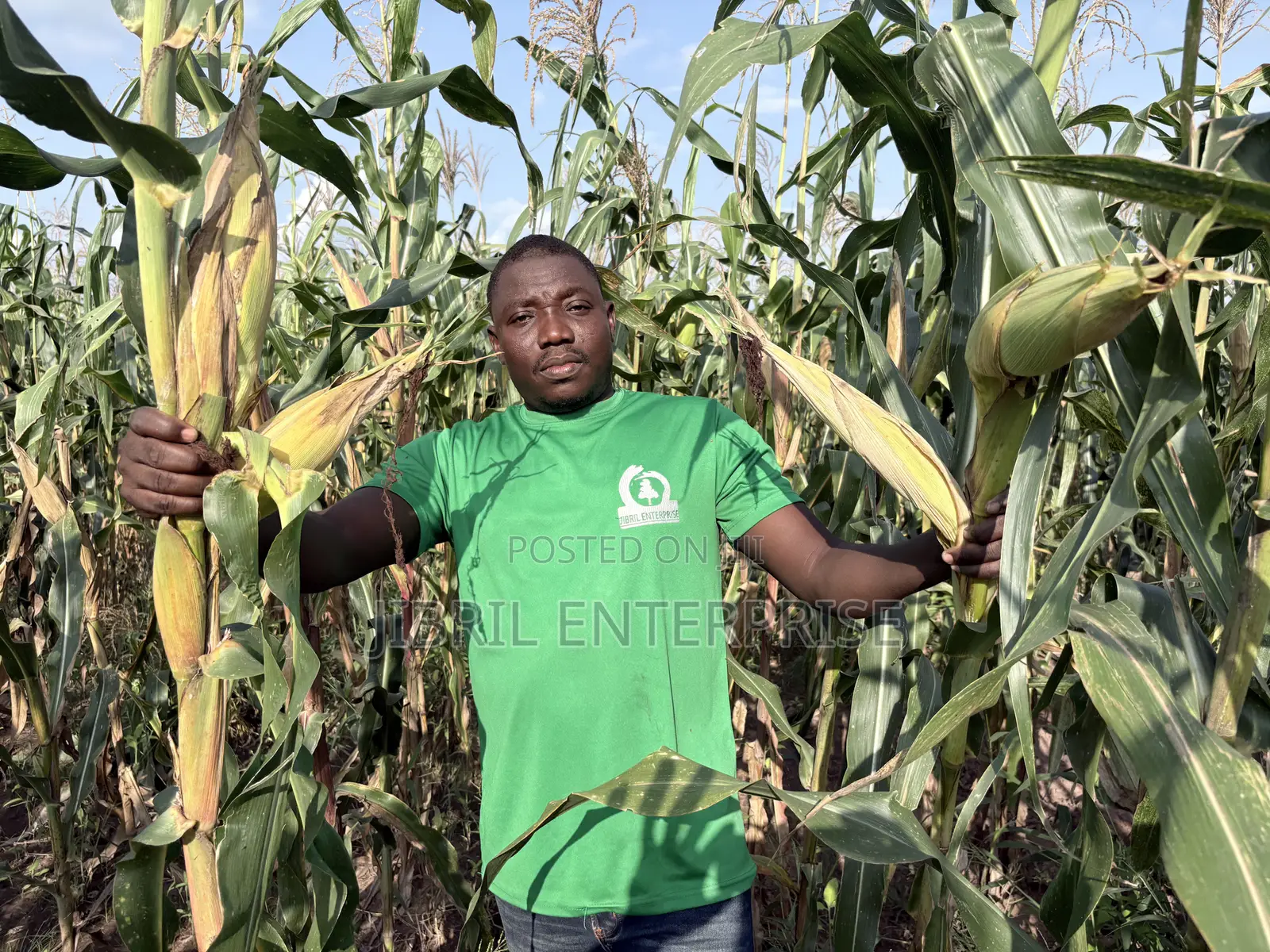 Deux Mois, 75 Days Togolese Yellow Maize Seeds, 1kg /25gh, Non Hybrid