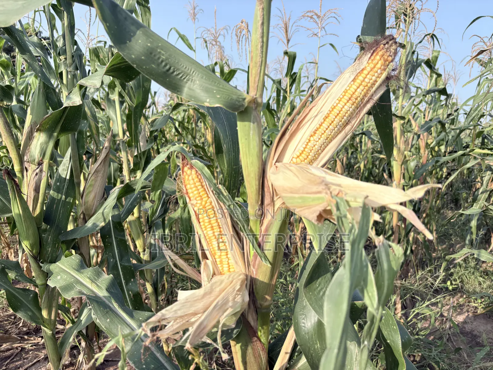 Deux Mois, 75 Days Togolese Yellow Maize Seeds, 1kg /25gh, Non Hybrid