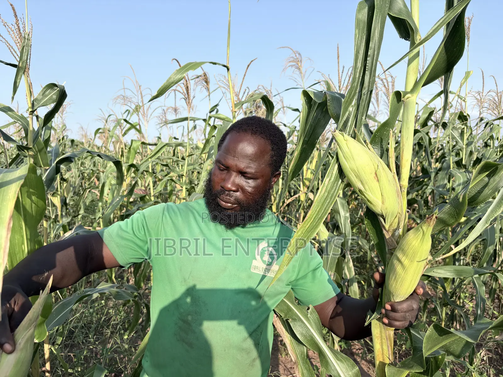 Deux Mois, Togolese 60 Days, Very Resilient Maize Seeds for Planting