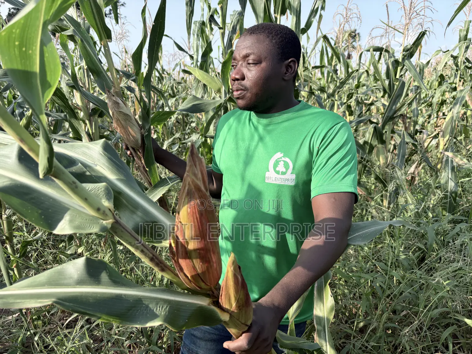 Deux Mois, Togolese 60 Days, Very Resilient Maize Seeds for Planting