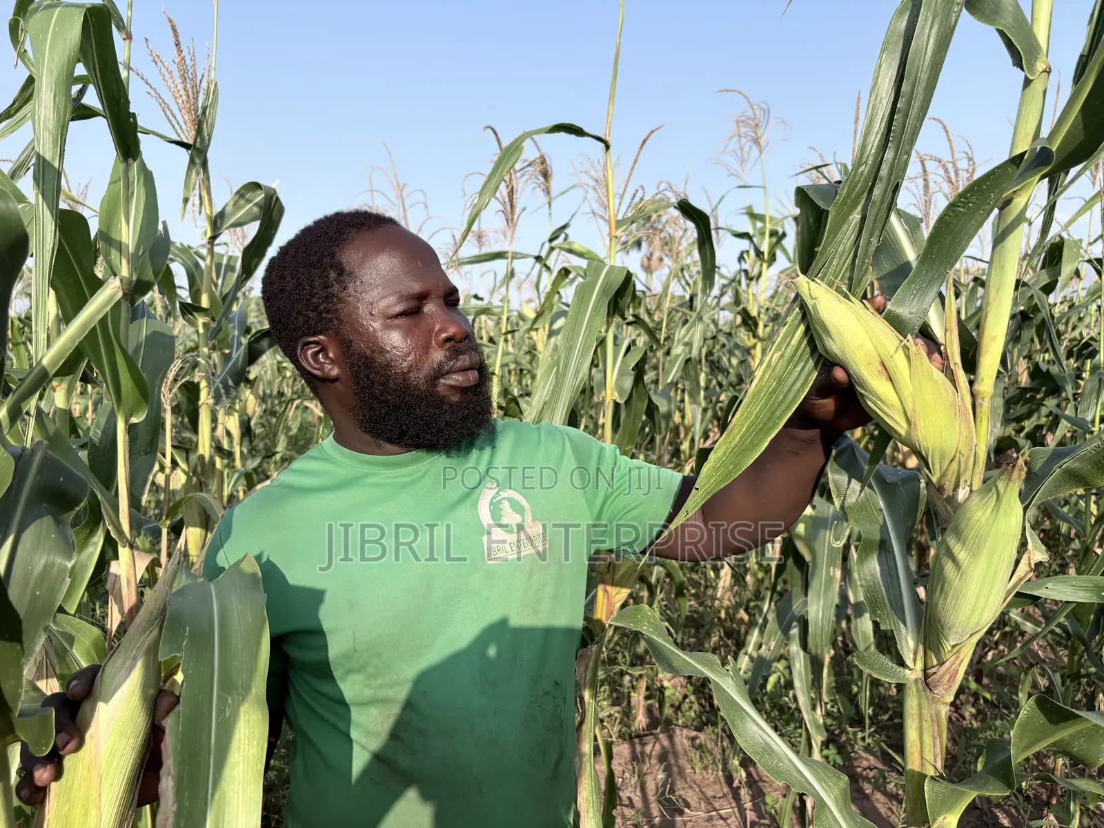 Deux Mois, Togolese 60 Days, Very Resilient Maize Seeds for Planting