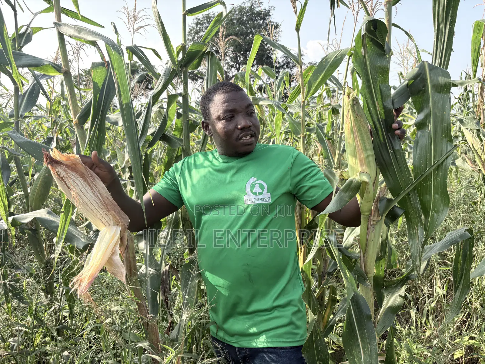 Deux Mois, Togolese 60 Days, Very Resilient Maize Seeds for Planting