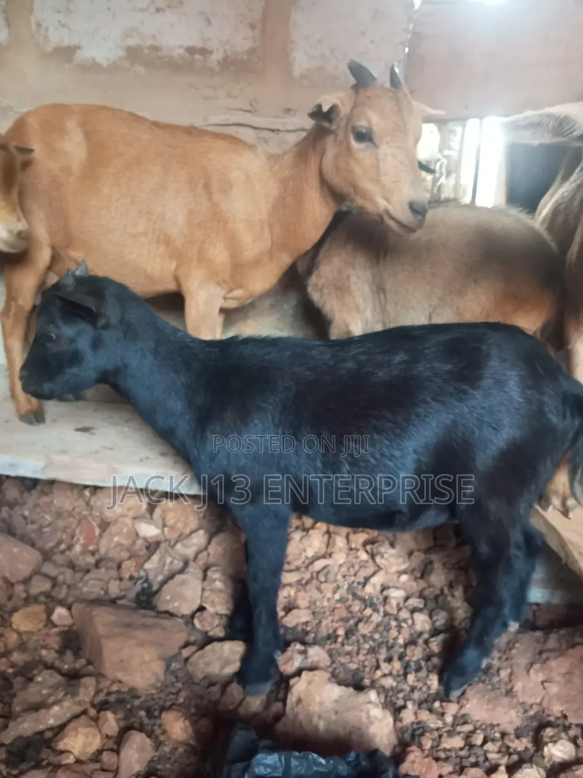 Female Pregnant Goats