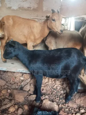 Female Pregnant Goats