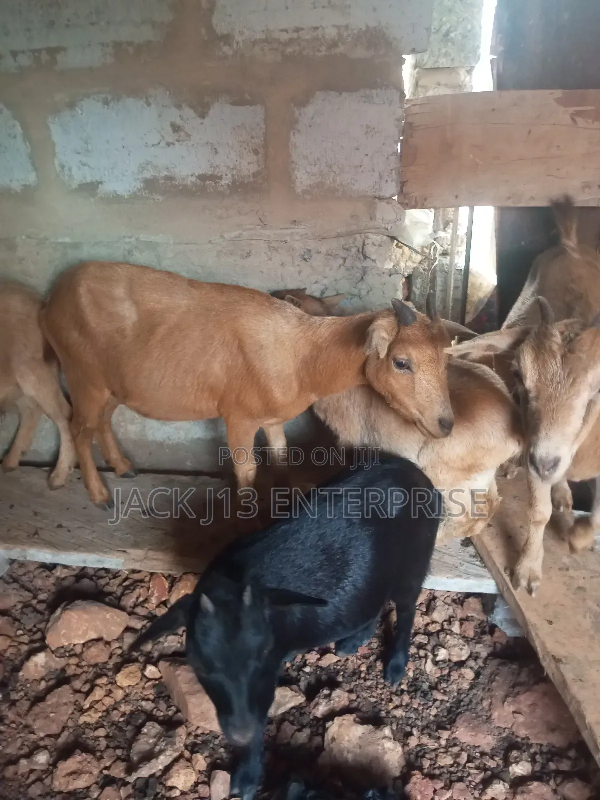 Female Pregnant Goats