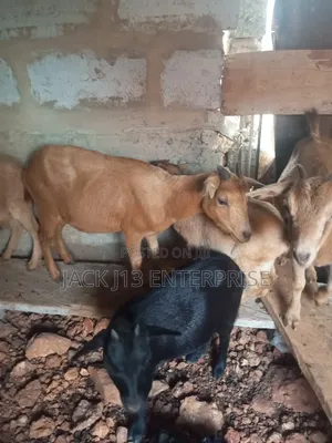 Female Pregnant Goats
