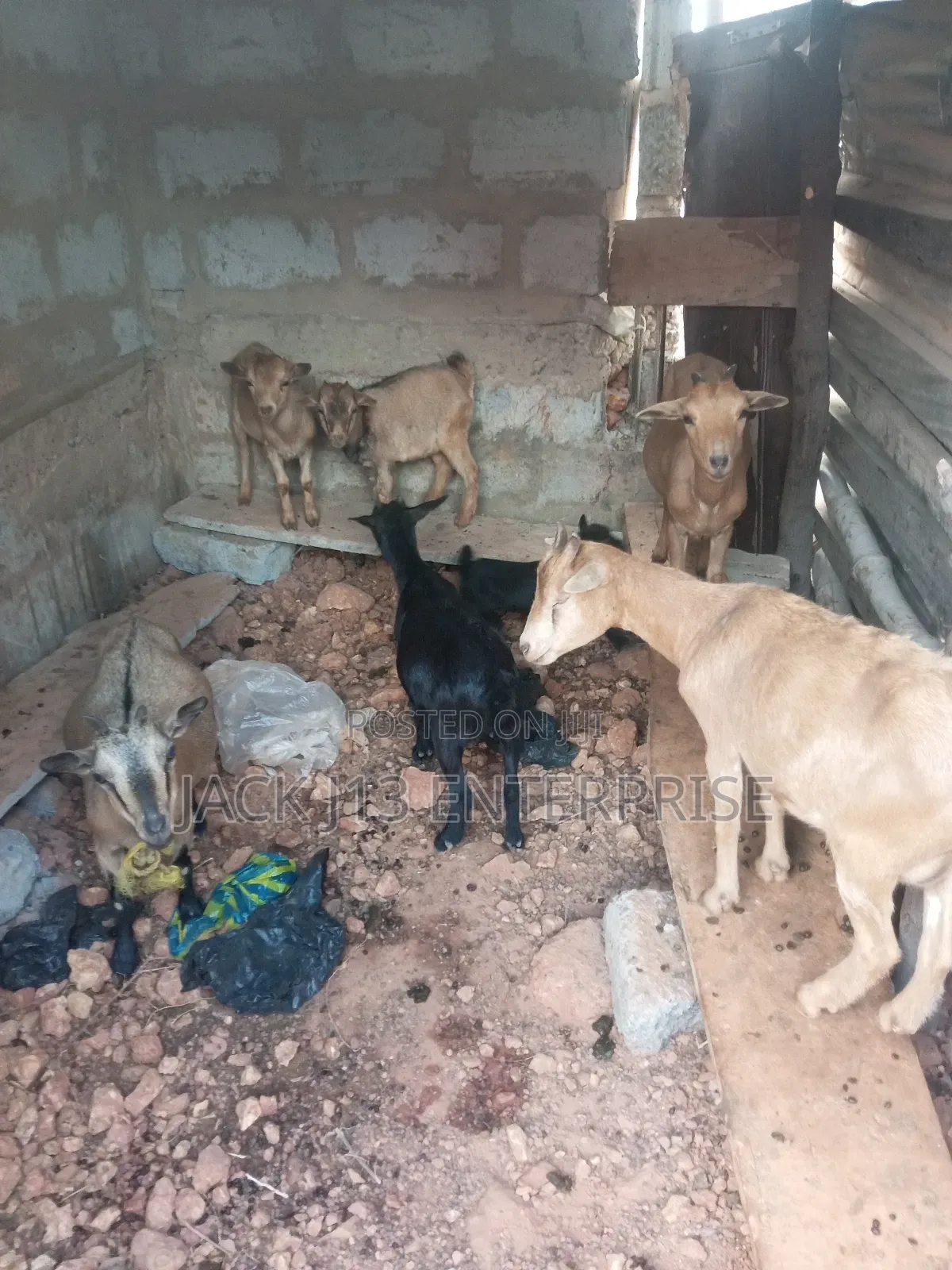 Female Pregnant Goats