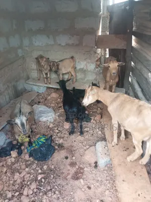 Female Pregnant Goats