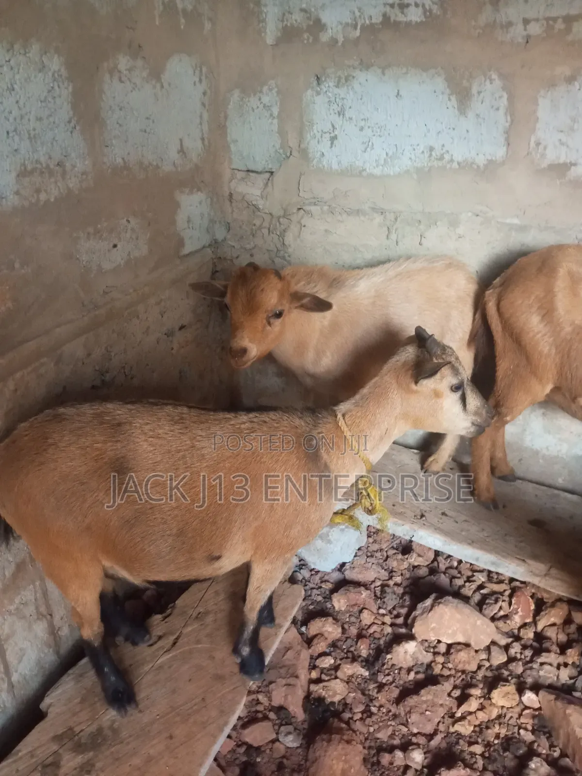 Female Pregnant Goats