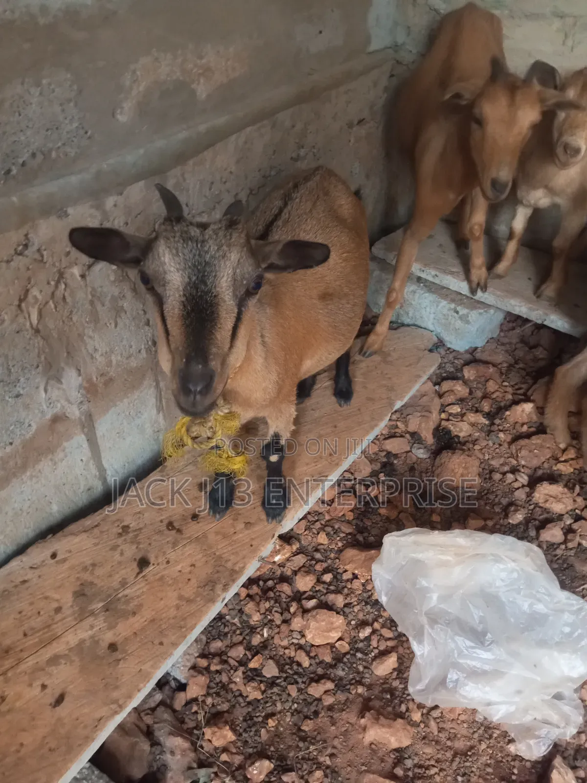 Female Pregnant Goats