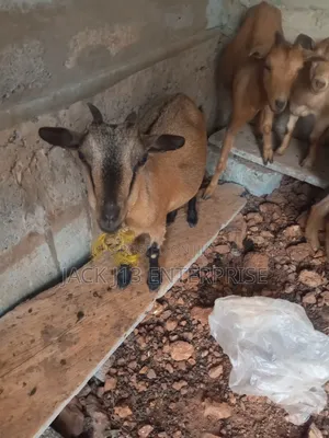 Female Pregnant Goats