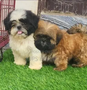 1-3 months Female Purebred Shih Tzu