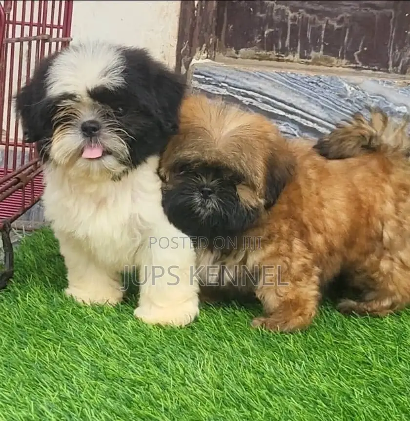 1-3 months Female Purebred Shih Tzu