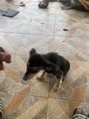 1-3 months Male Mixed Breed Dog